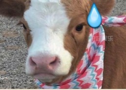 娱乐吃瓜酱羊,揭秘娱乐圈那些不为人知的幕后故事