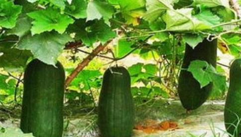 三叶草吃瓜说娱乐,娱乐圈幕后趣闻大揭秘