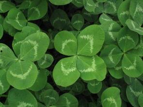 三叶草吃瓜说娱乐,娱乐圈幕后趣闻大揭秘