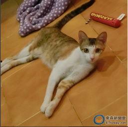 娱乐吃瓜君猫咪瘫痪,娱乐吃瓜君带你揭秘背后的故事